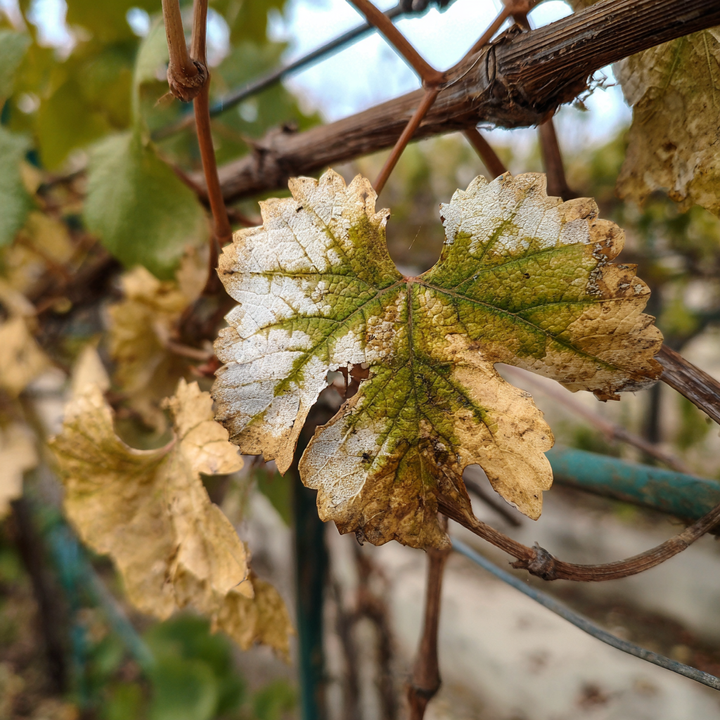 Nová záhrada - choroby viniča